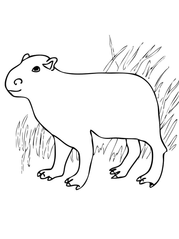 Leichtes Capybara ausmalbilder