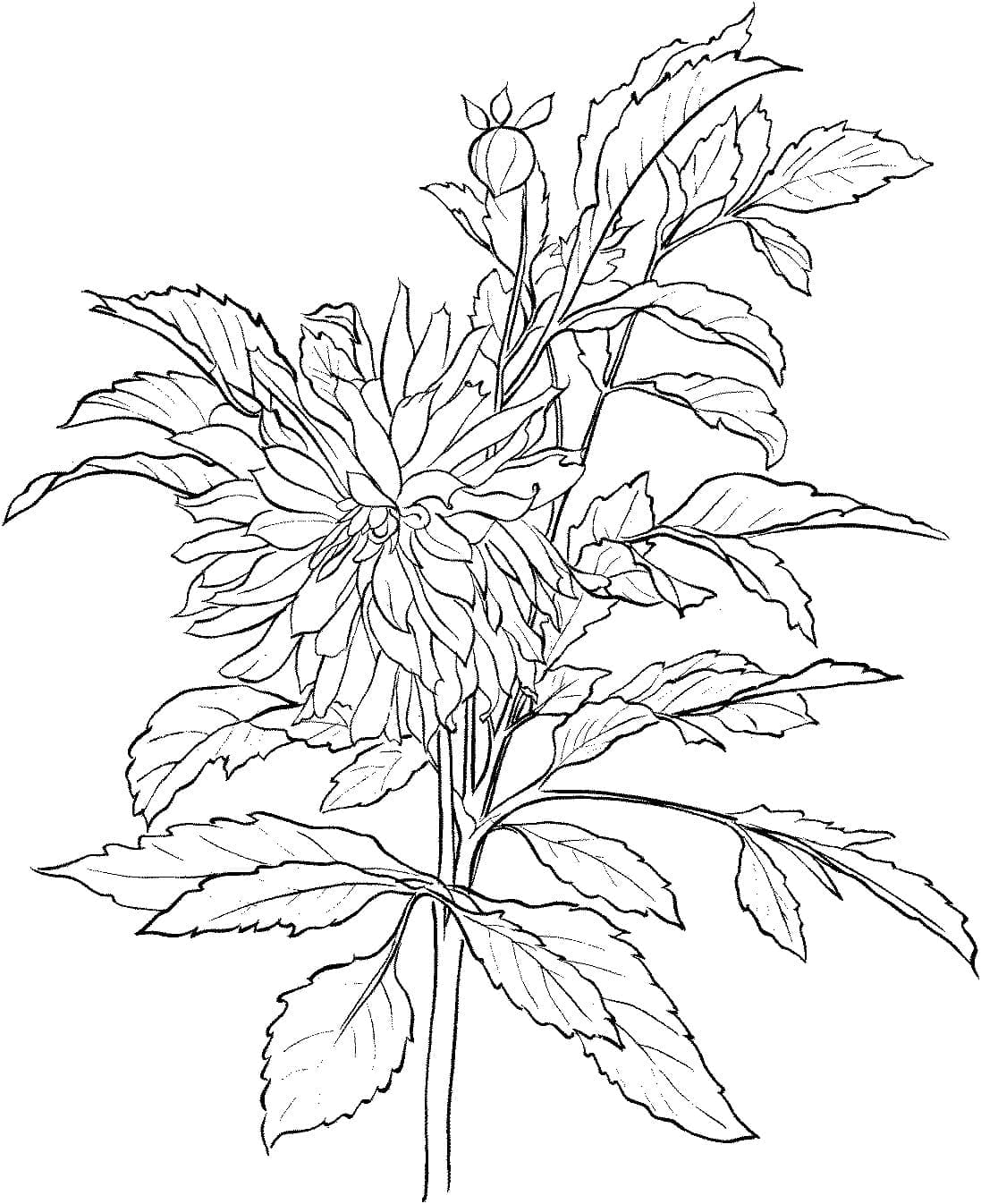 Liebliche Dahlie ausmalbilder
