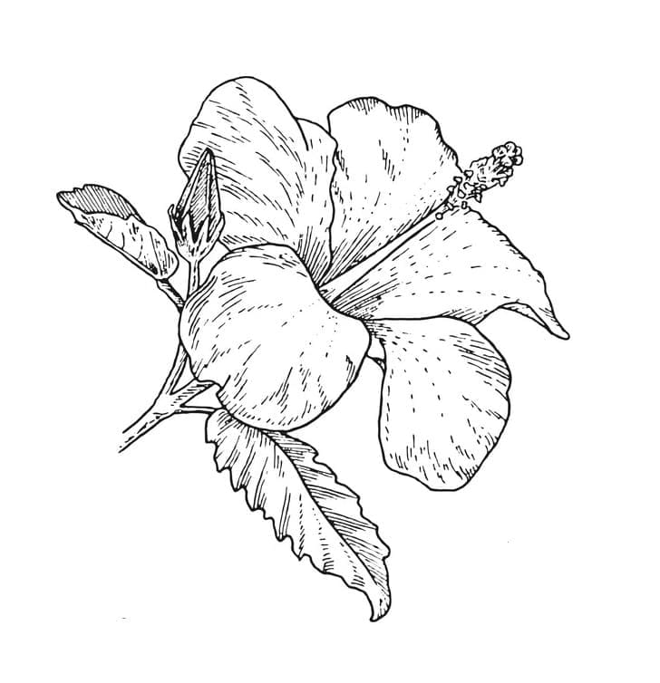 Lieblicher Hibiskus ausmalbilder