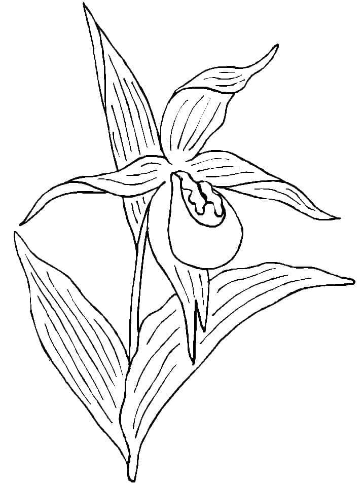 Orchidee gratis druckbar ausmalbilder