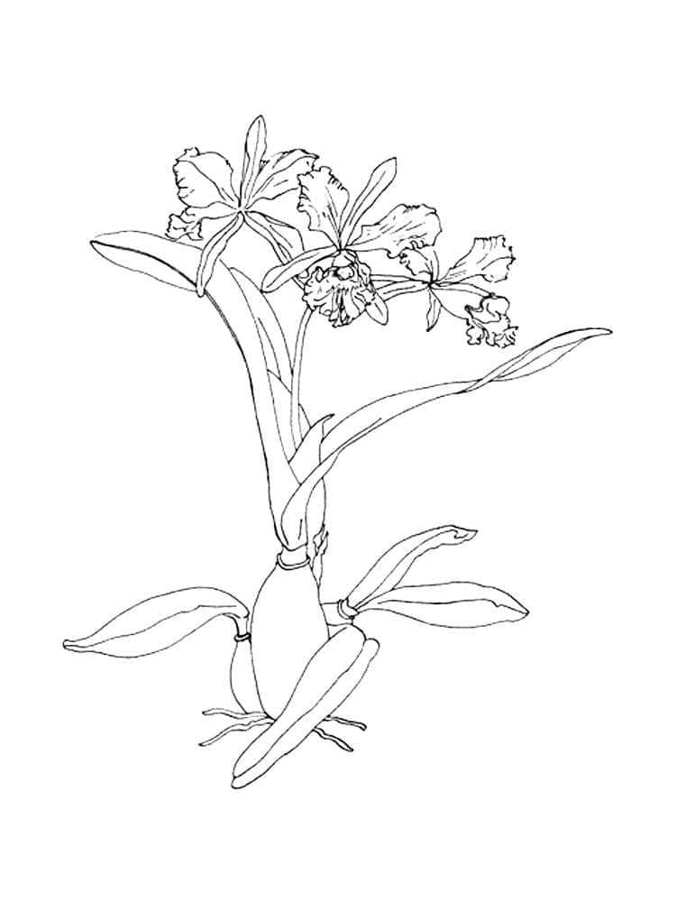 Orchideenblume ausmalbilder