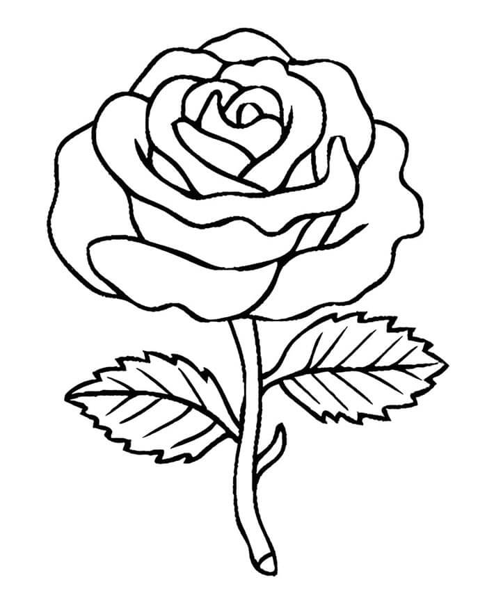 Rosen ausmalbilder