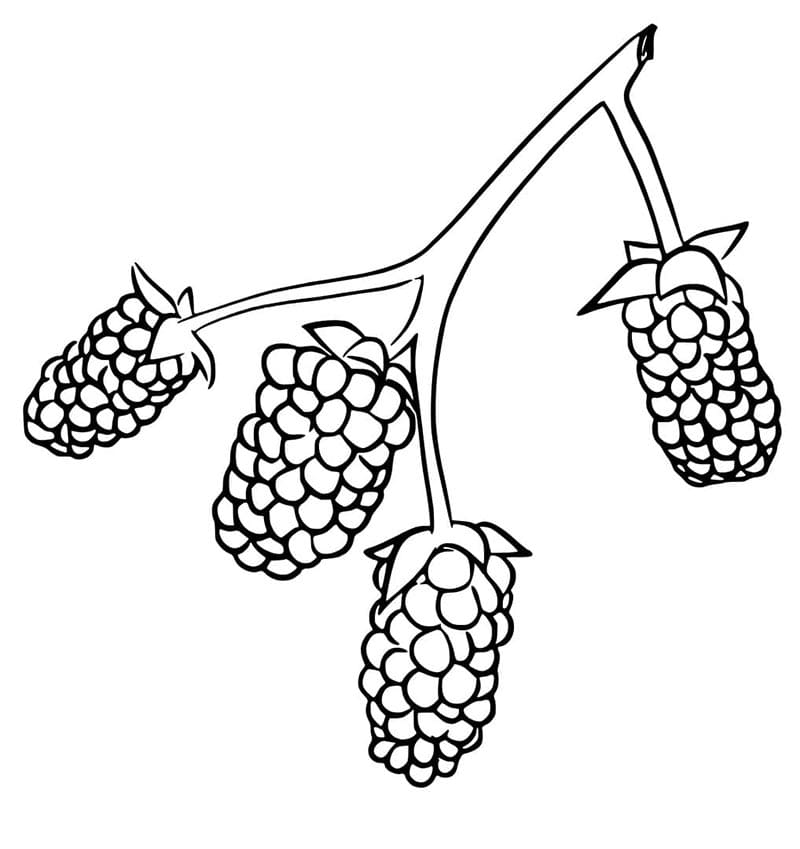 Saftige Brombeere ausmalbilder