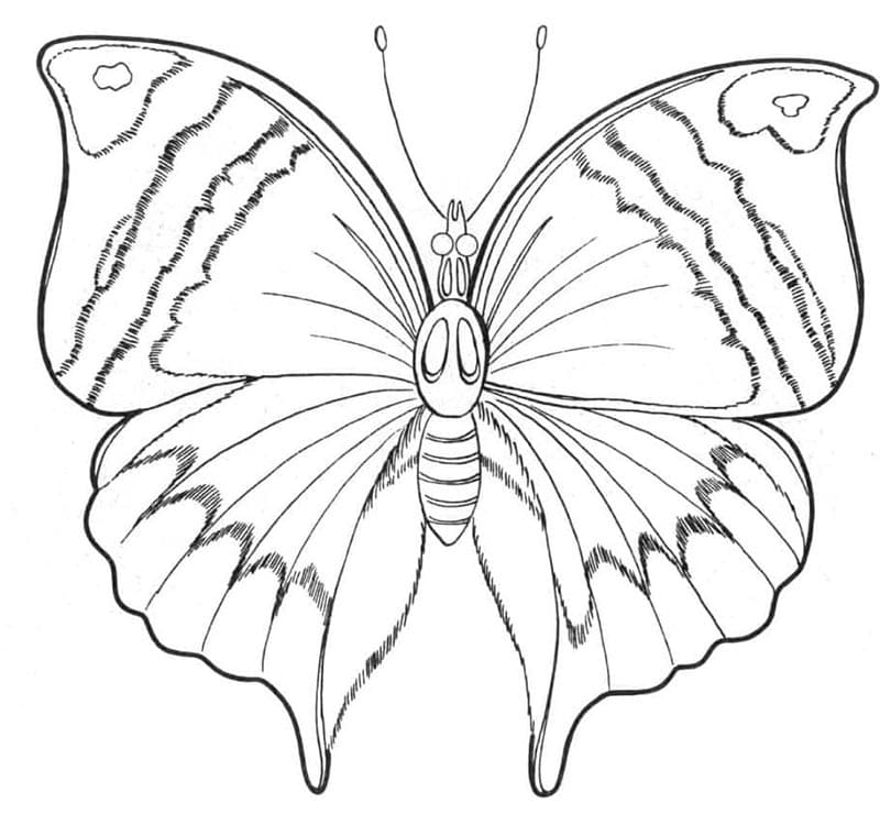 Schmetterling Kostenlos Für Kinder ausmalbilder