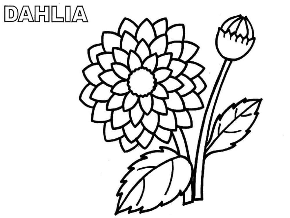 Schöne Dahlie ausmalbilder