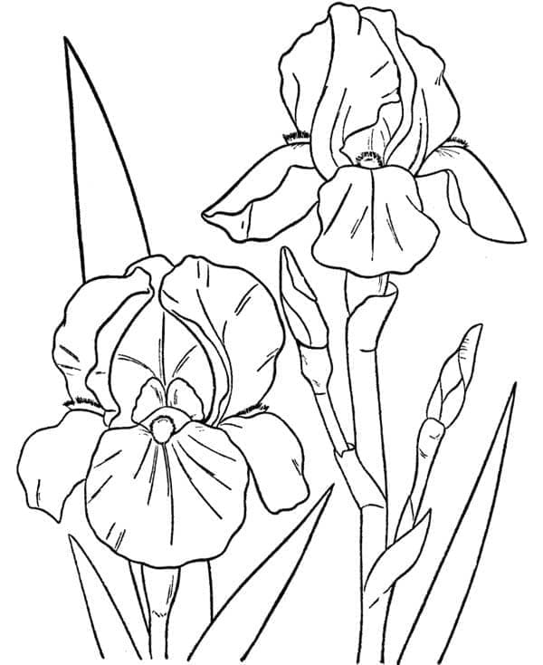 Schöne Orchidee ausmalbilder