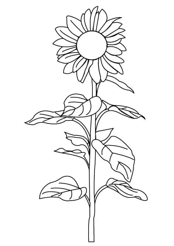 Sonnenblume gratis ausmalbilder