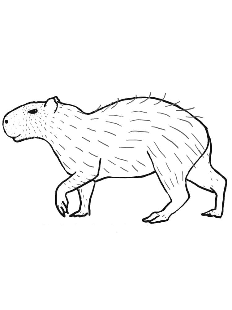 Tier Capybara ausmalbilder
