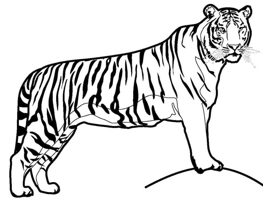 Tiger Druckbar Für Kinder ausmalbilder