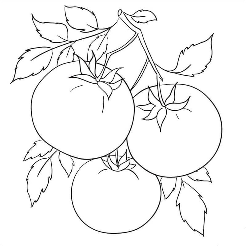 Tomate (2) ausmalbilder