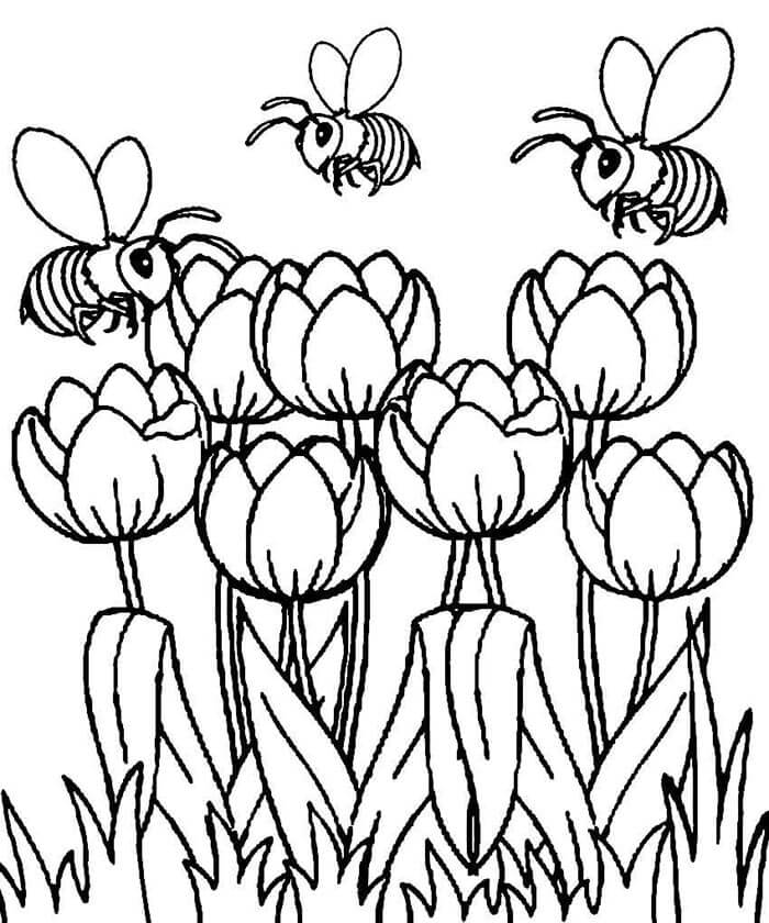 Tulpe Bild ausmalbilder