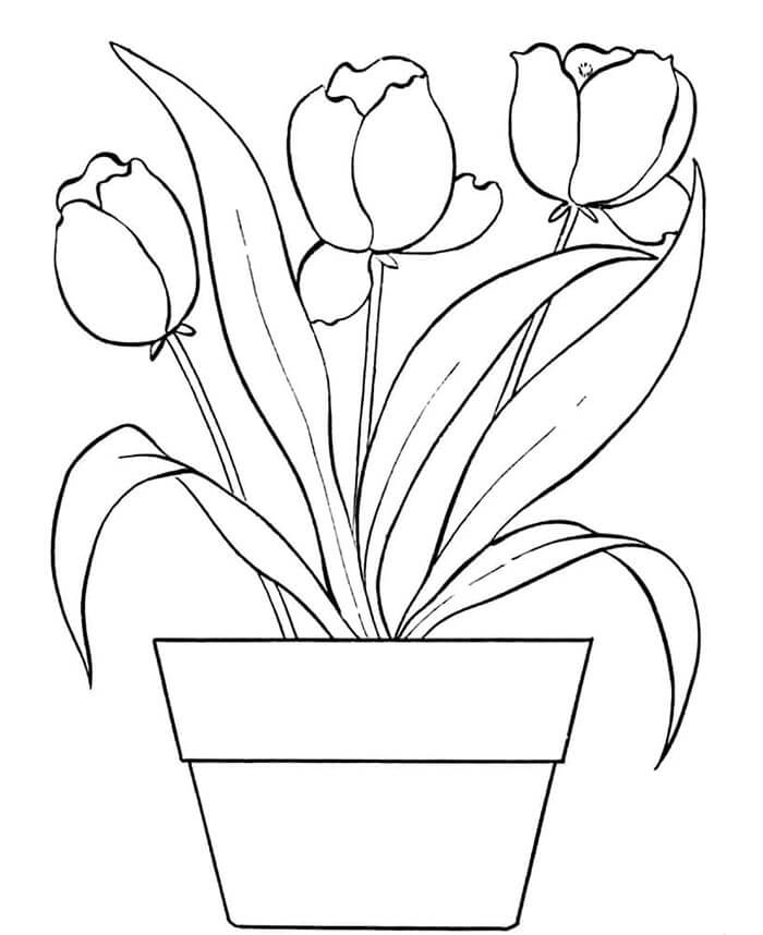 Tulpe druckfertig ausmalbilder