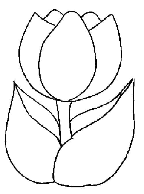 Tulpe gratis ausmalbilder