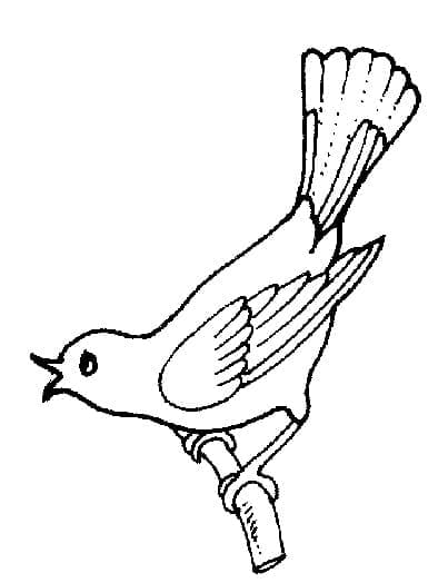 Vogel Druckbar ausmalbilder