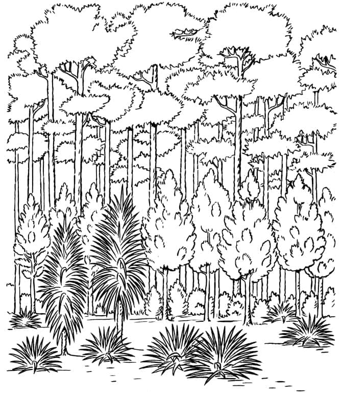 Wald gratis druckbar ausmalbilder