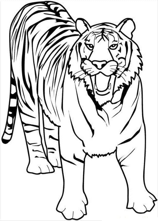 Wilder Tiger ausmalbilder