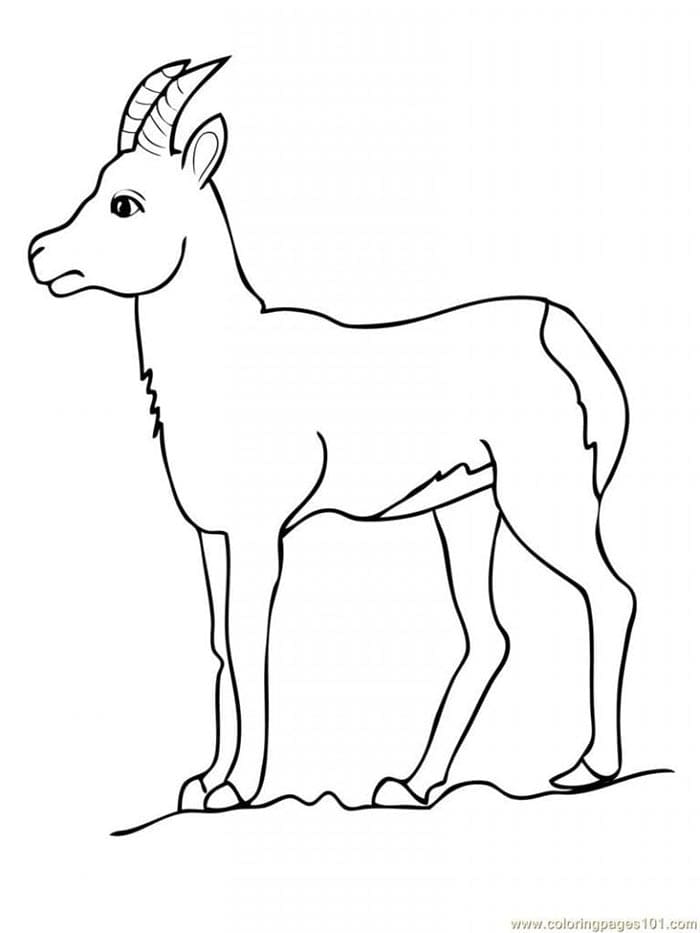 Ziege Drucken ausmalbilder