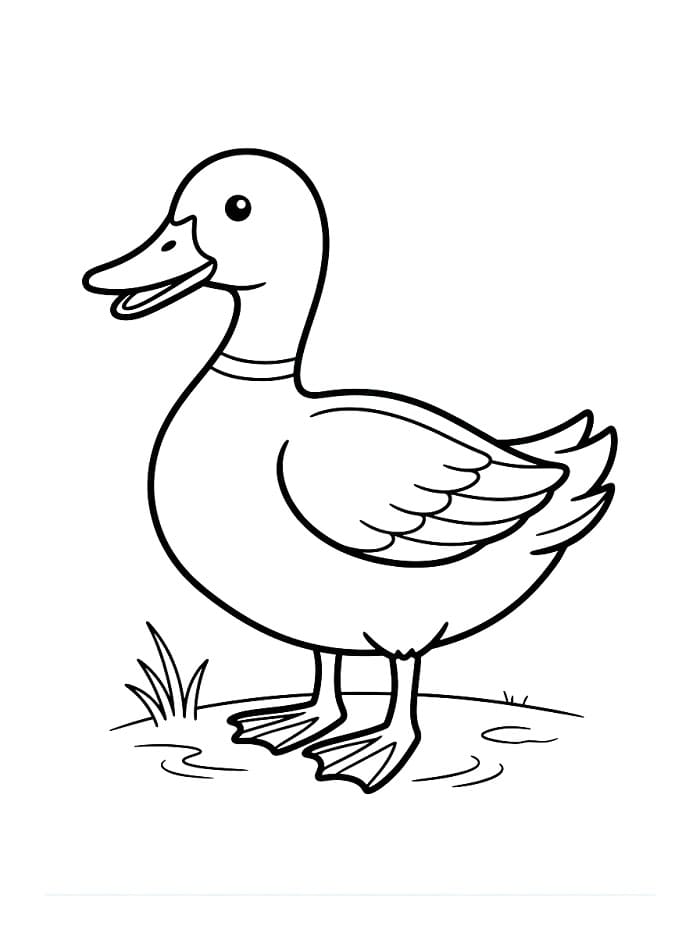 Enten ausmalbilder