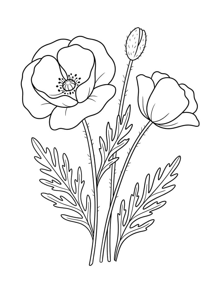 Anmutige Mohnblumen ausmalbilder