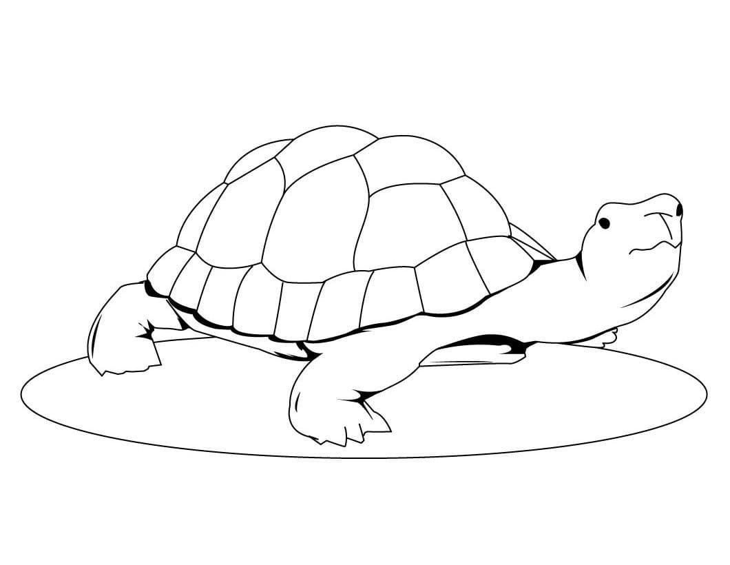 Ausdruckbare kostenlose Schildkröte ausmalbilder