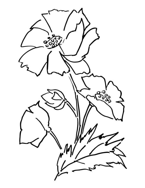 Ausdruckbares Bild einer Mohnblume ausmalbilder