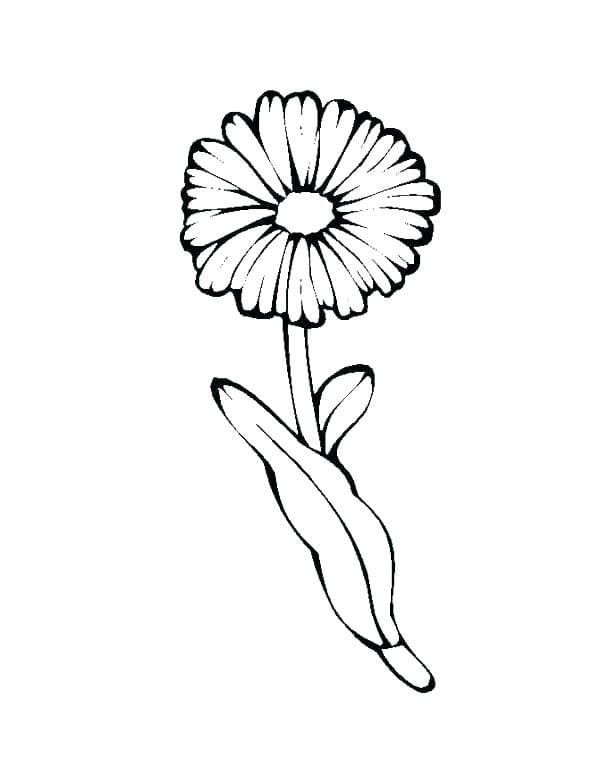 Ausdruckbares Gänseblümchen ausmalbilder