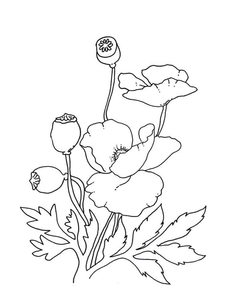 Druckbare Mohnblume für Kinder ausmalbilder