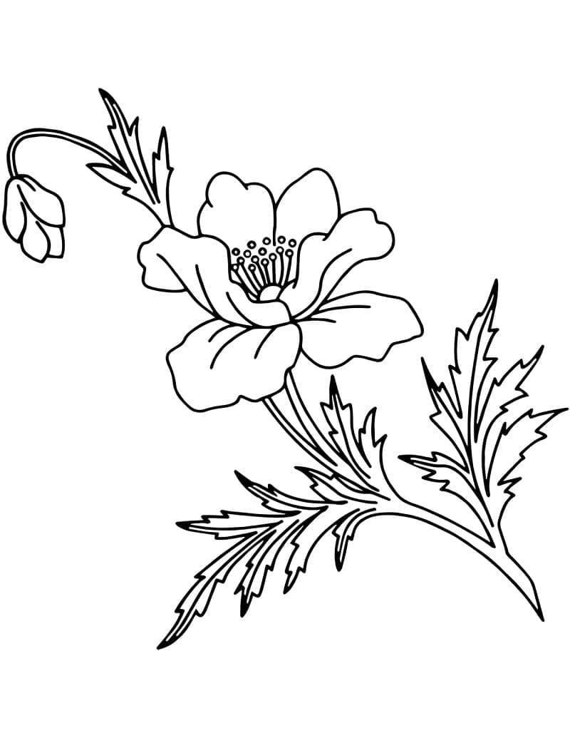 Druckbare Mohnblume kostenlos ausmalbilder