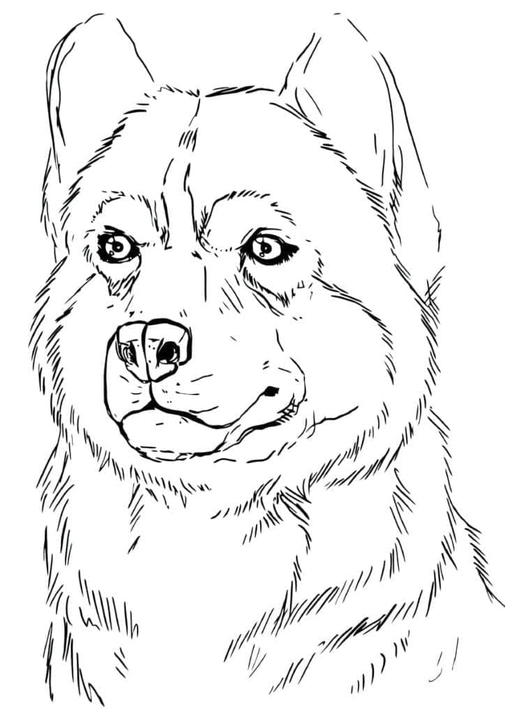 Druckbarer Husky für Kinder ausmalbilder