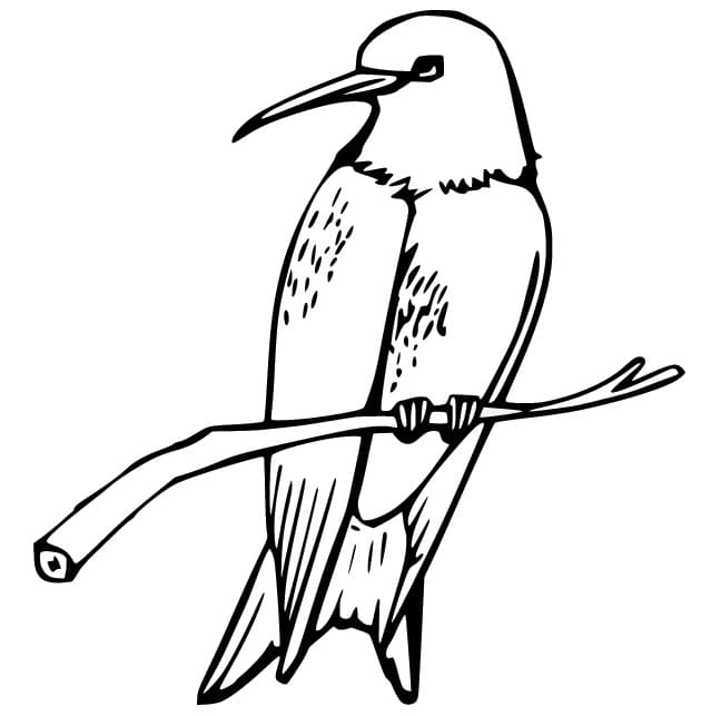 Druckbarer Kolibri ausmalbilder