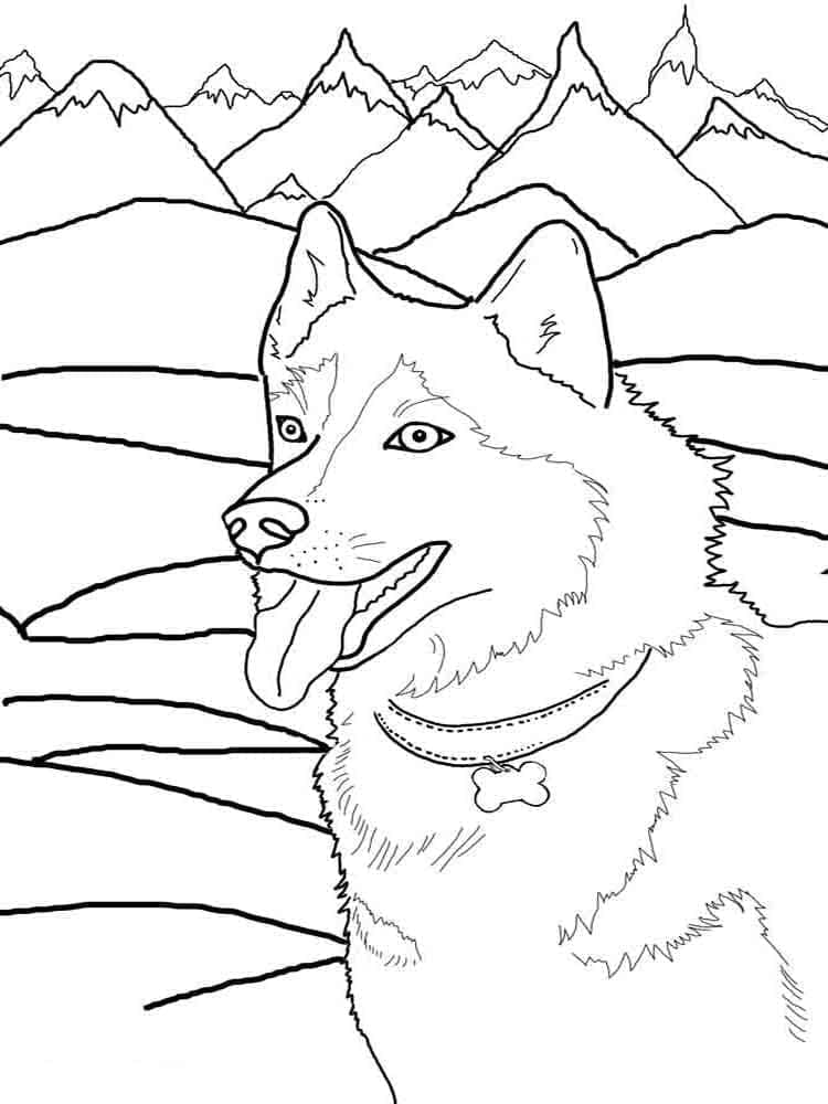 Druckbares Husky Bild ausmalbilder