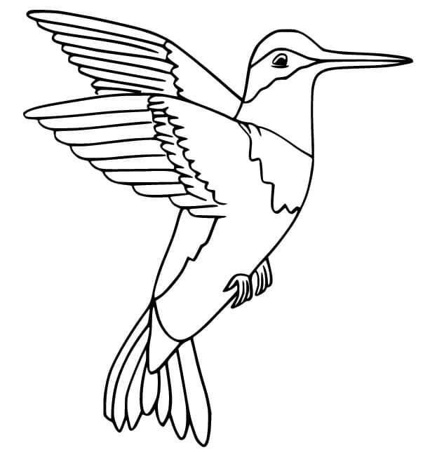 Druckbares Kolibri-Bild ausmalbilder