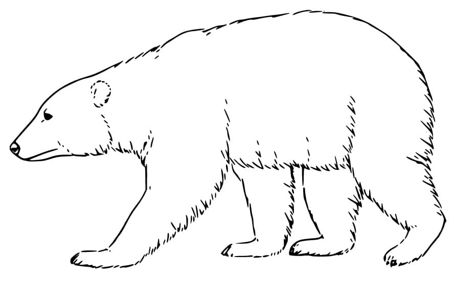 Eisbär zum Ausmalen und Ausdrucken ausmalbilder