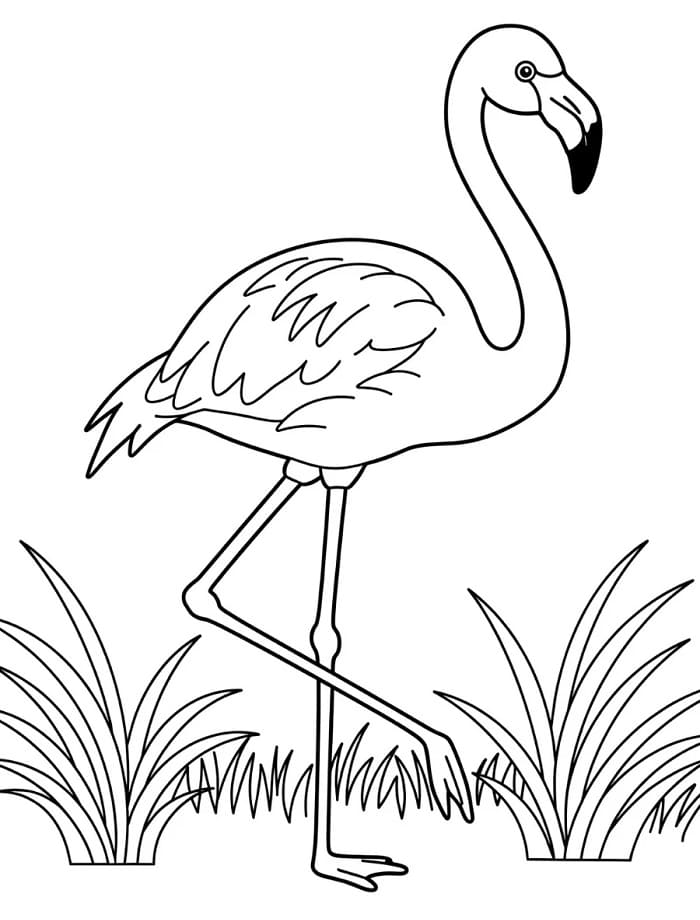 Flamingo zum Ausdrucken ausmalbilder
