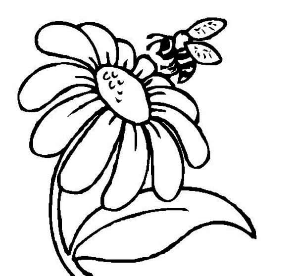 Gänseblümchen gratis ausmalbilder