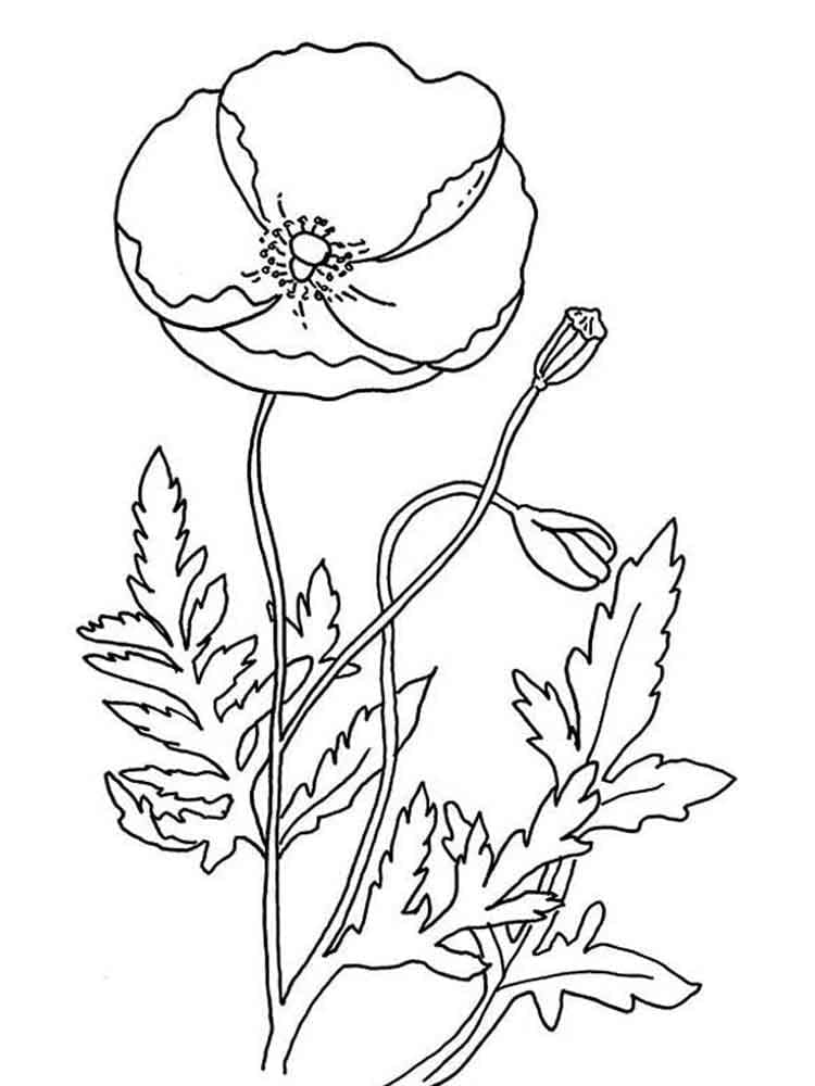 Gratis Mohnblume für Kinder ausmalbilder