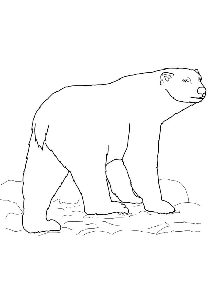 Gratis ausdruckbarer Eisbär ausmalbilder