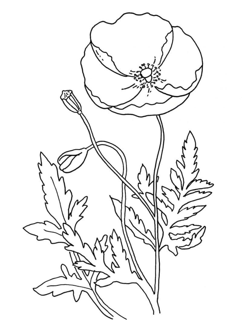Gratis druckbare Mohnblume ausmalbilder