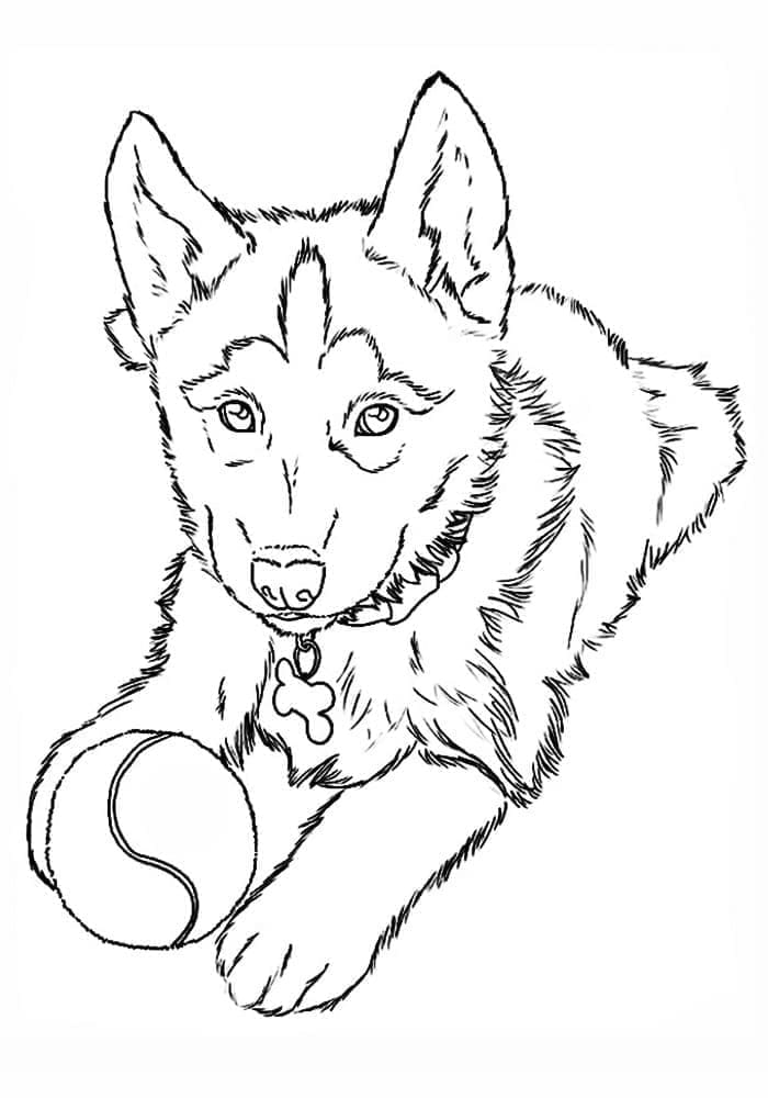 Gratis druckbarer Husky ausmalbilder