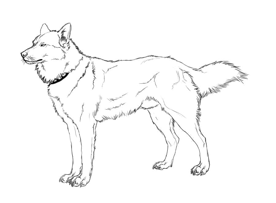 Husky Bild ausmalbilder