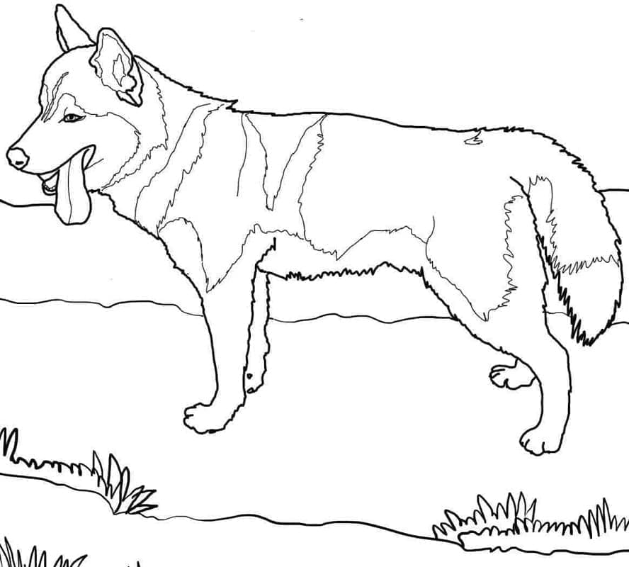 Husky für Kinder ausmalbilder