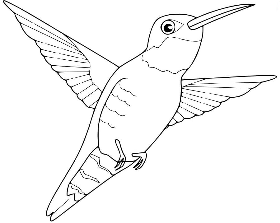 Kindgerechter Kolibri ausmalbilder