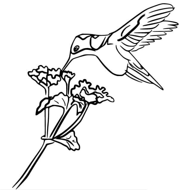 Kolibri-Bild ausmalbilder