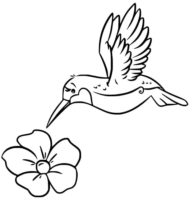 Kolibri für Kinder ausmalbilder