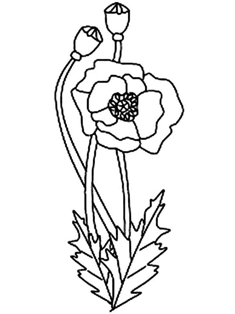Kostenlos druckbare Mohnblume ausmalbilder