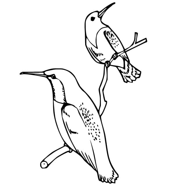 Kostenlose Kolibri-Ausmalvorlagen ausmalbilder