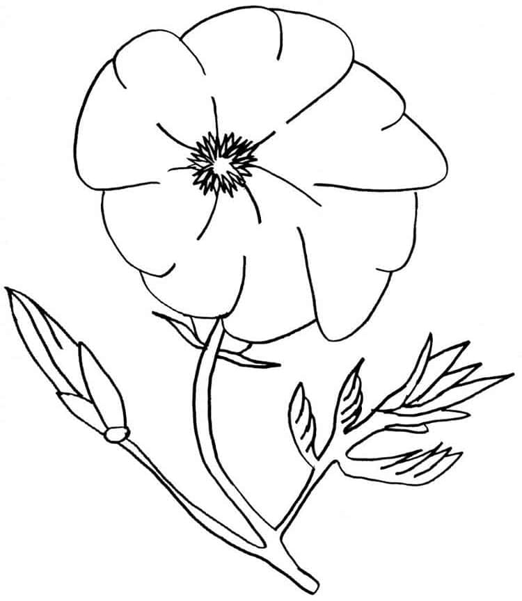 Kostenlose Mohnblume zum Ausdrucken ausmalbilder