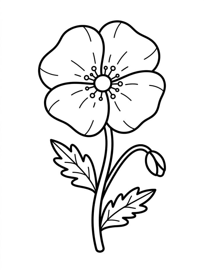 Kostenlose Mohnblume ausmalbilder