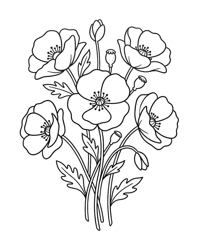 Kostenlose Mohnblumen Ausmalbilder ausmalbilder