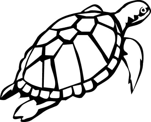 Kostenlose Schildkröte zum Ausdrucken ausmalbilder